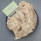 正宗鱷魚肉乾 Dried Crocodile Meat